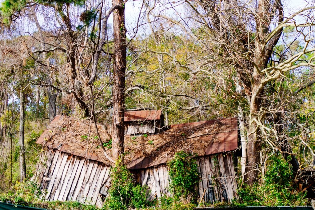 The Ways Tree Roots Harm Your Section
