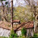 The Ways Tree Roots Harm Your Section