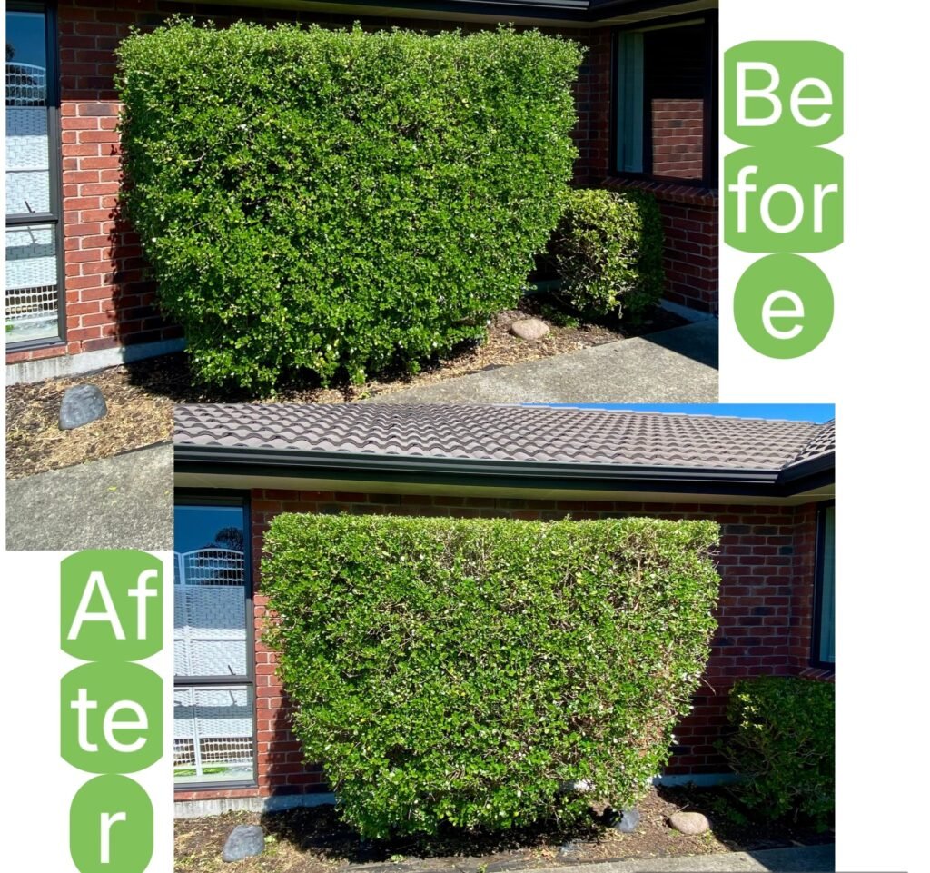 Hedge Trimming Tauranga 2