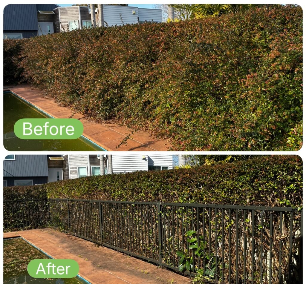 Hedge Trimming Tauranga 4