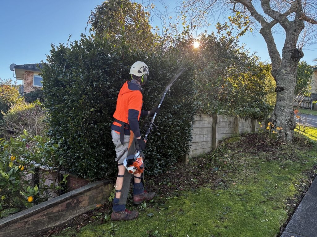 Hedge Trimming Tauranga Cover