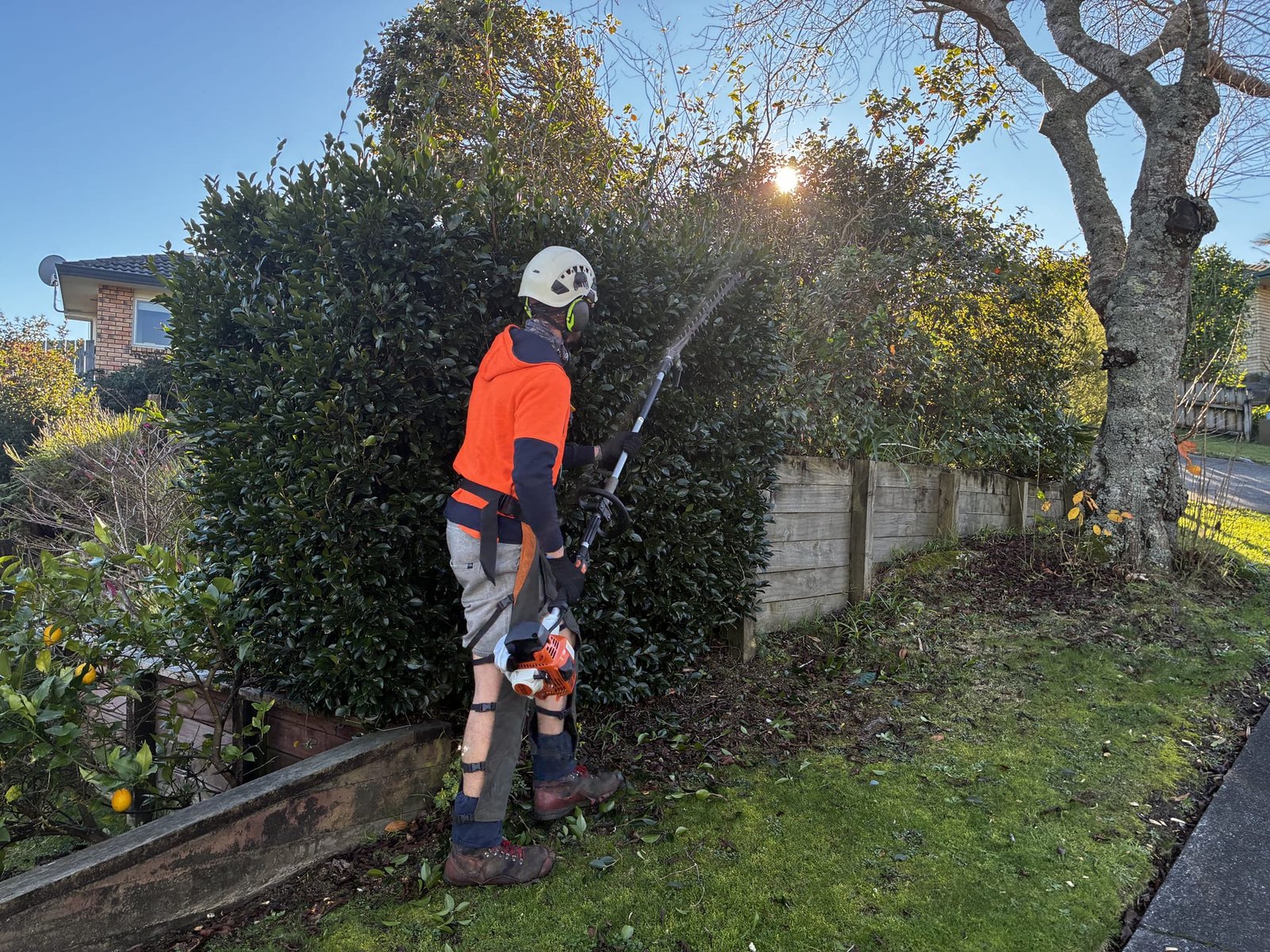 Hedge Trimming Tauranga Cover