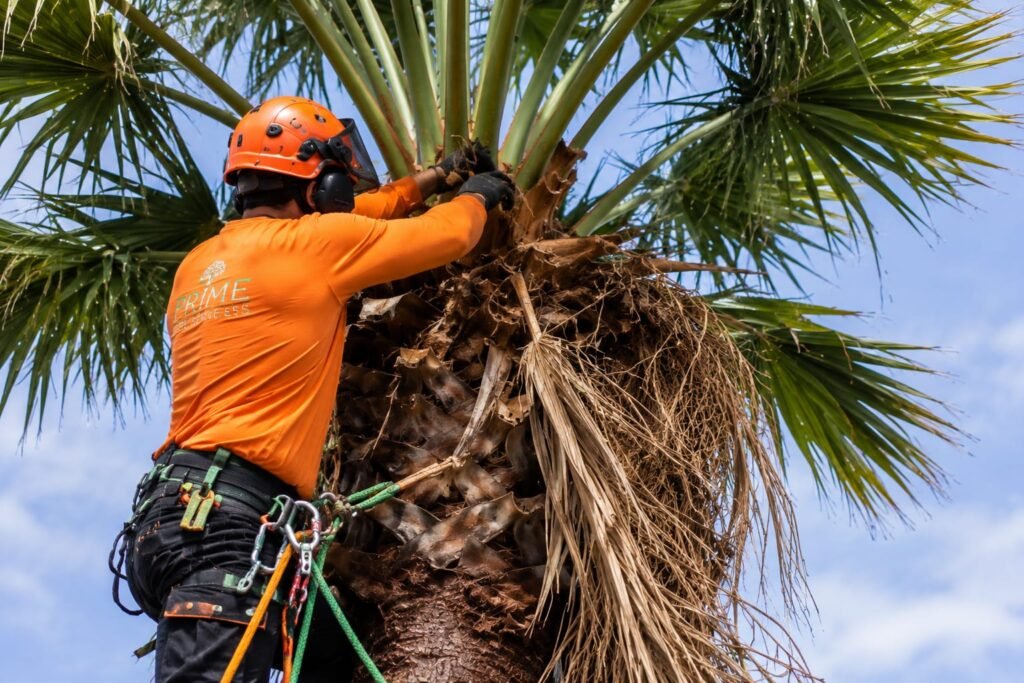 Palm Yucca Tauranga 1