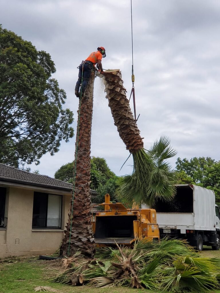 Palm Yucca Tauranga 2