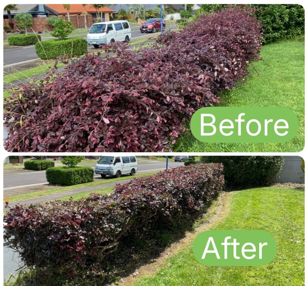 Shrub Trimming Tauranga 4