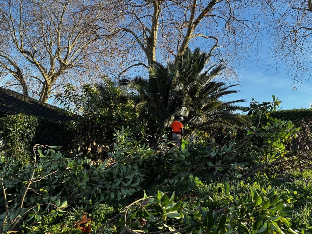Tree Felling2 Tauranga 2