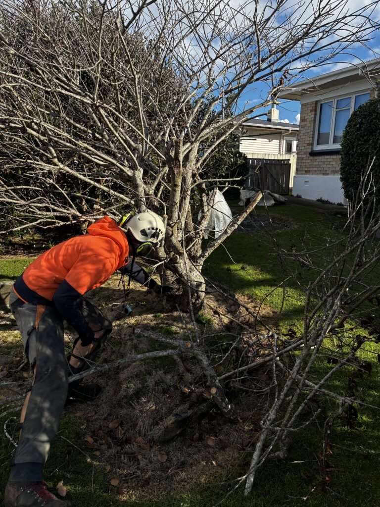 Tree Felling2 Tauranga 3
