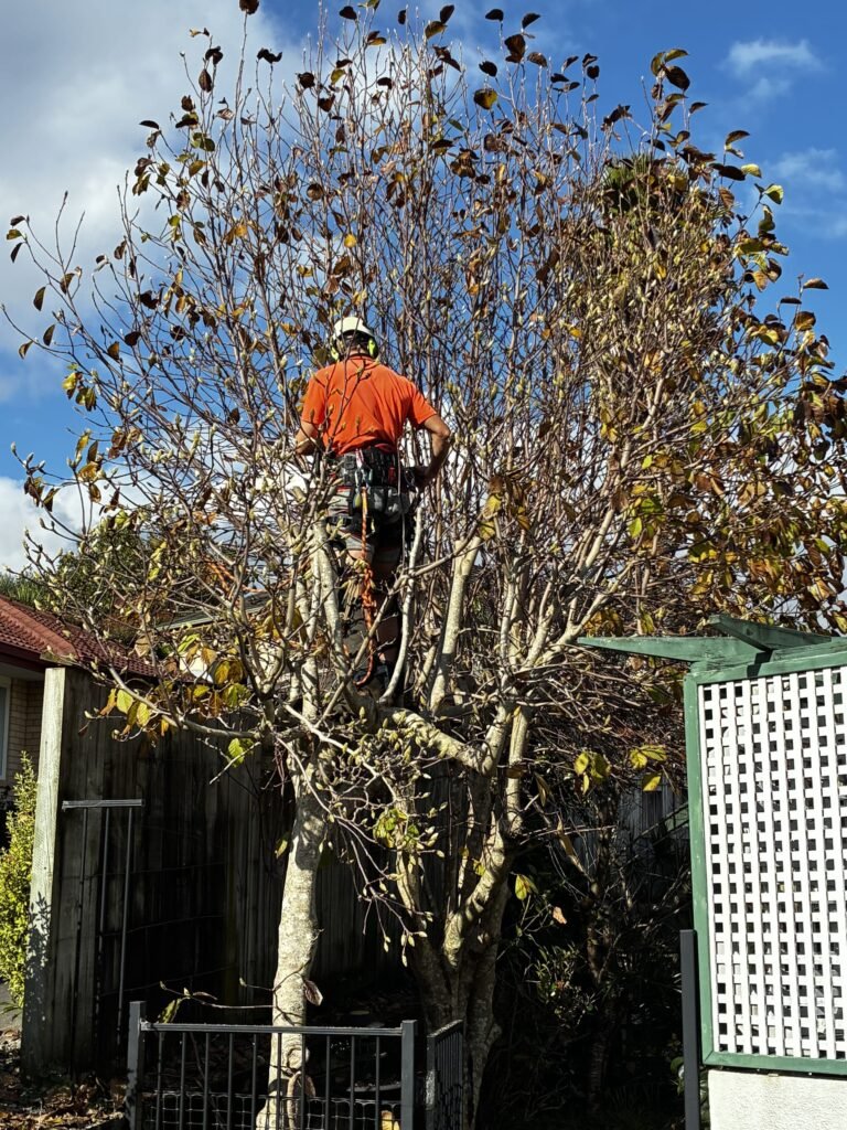 Tree Pruning Tauranga 1