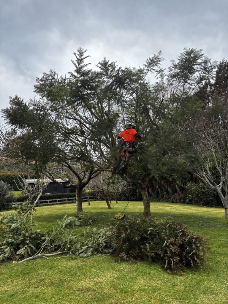 Tree Pruning Tauranga 4