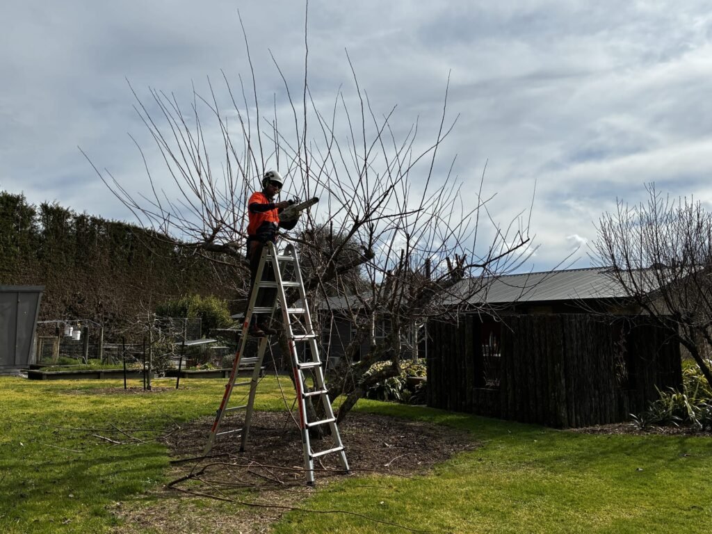 Tree Pruning Tauranga Cover