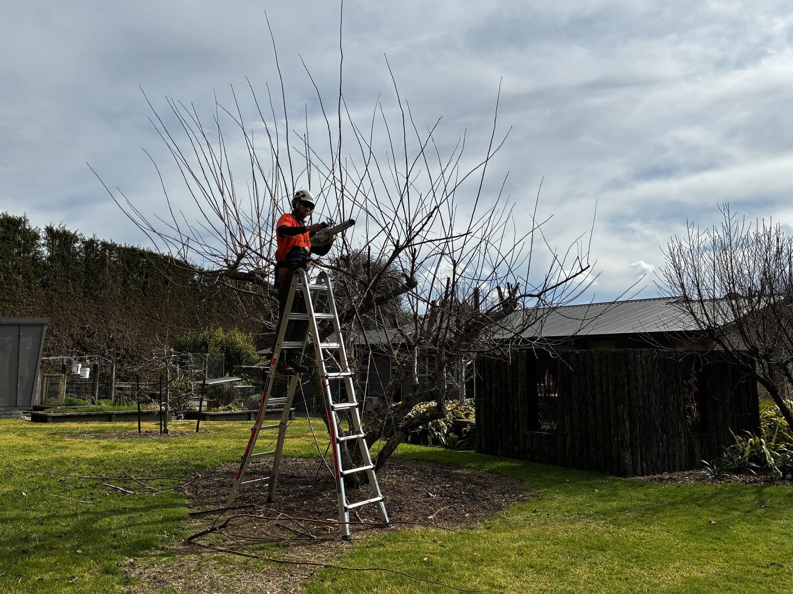 Tree Pruning Tauranga Cover