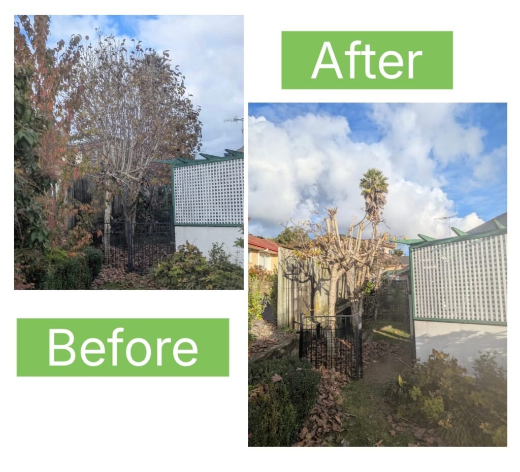 Tree Reduction Tauranga 1