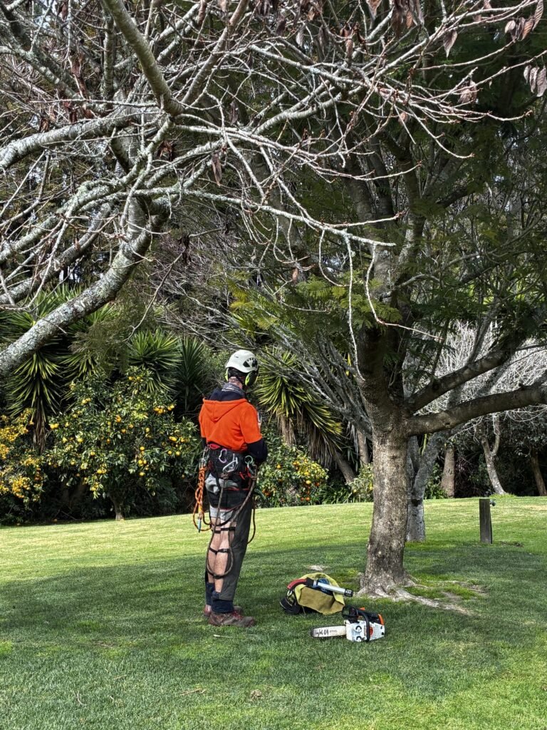Tree Reduction Tauranga 4