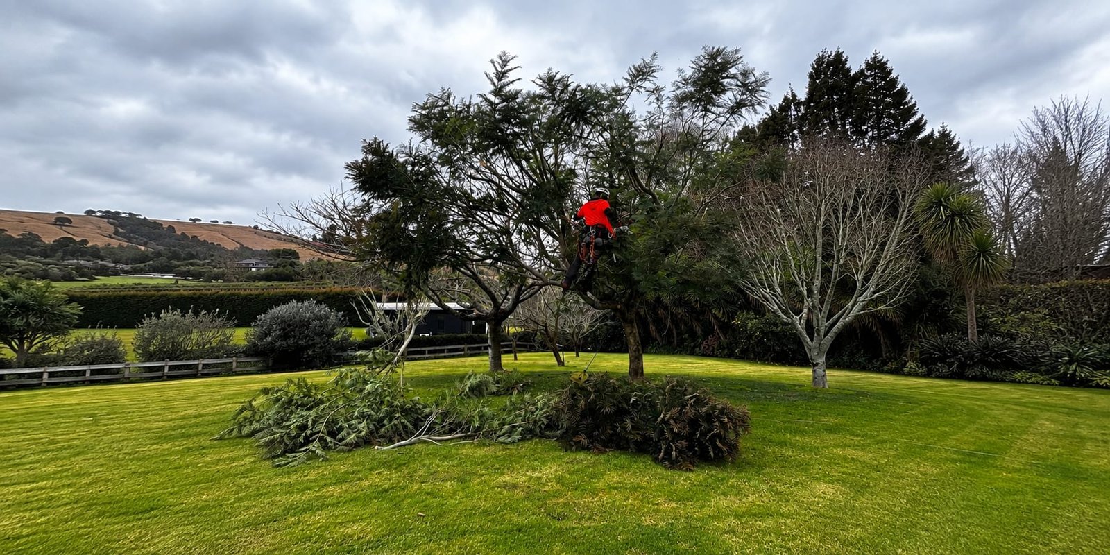 Tree Reduction Tauranga Cover