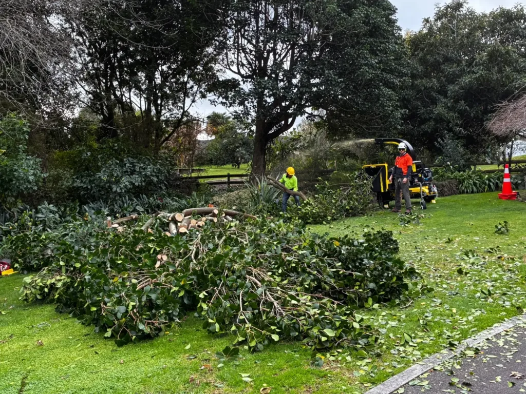 Crew clearing a large pile of cut branches with a wood chipper on a Tauranga lawn