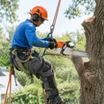 Tree Cutting Methods for Safer Property Work