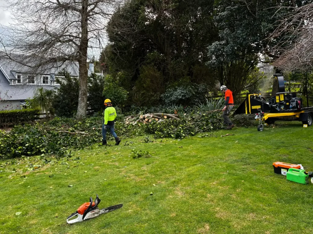 Two arborists working beside a wood chipper and cut branches on a lawn in Tauranga