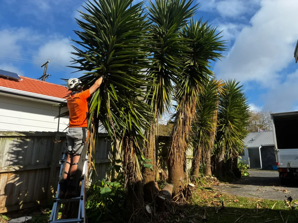 Arborist on a ladder trimming a row of tall yucca palms beside a fence in Tauranga