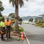 Commercial Palm Removal Tauranga: Guide for Businesses