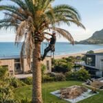 Professional Palm Tree Cleaning in Mount Maunganui: What to Expect