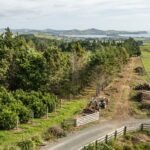 Shelterbelt Removal Tauranga: When to Remove, Reduce or Retain